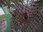 NPB_Medium_4682.jpg_product